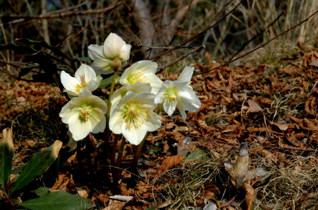 Helleborus niger / Rosa di Natale